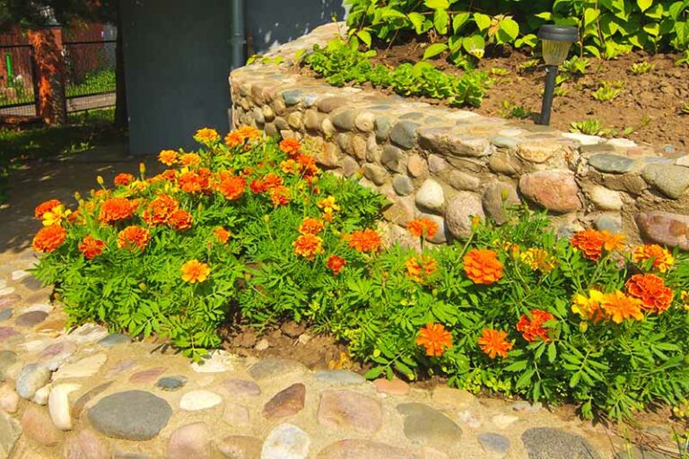 5 Driveway Plants That Increase Your Curb Appeal | Oberer Homes