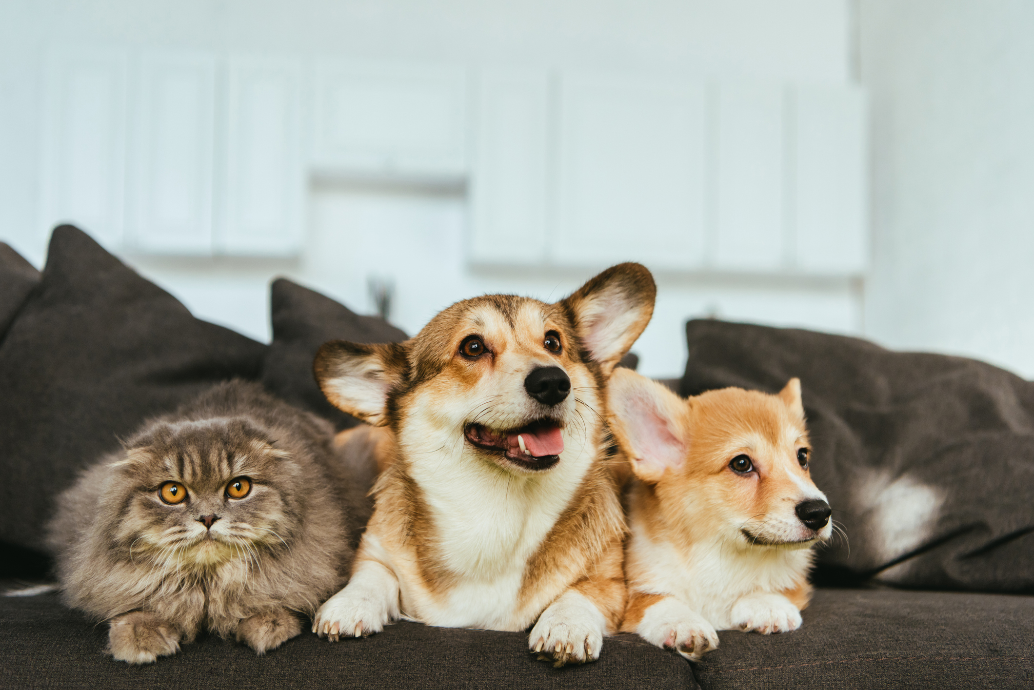 Cat and two dogs laying on sofa.